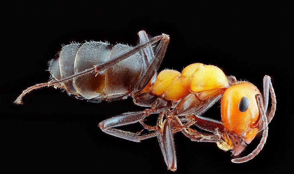 Ant Control service in Huntsville, AL