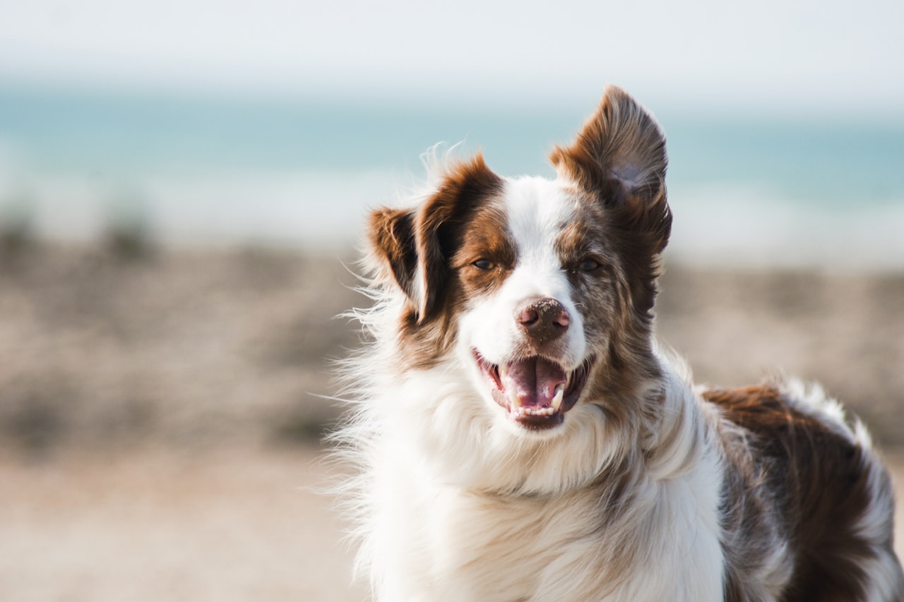 Flea & Tick Control service in Huntsville, AL