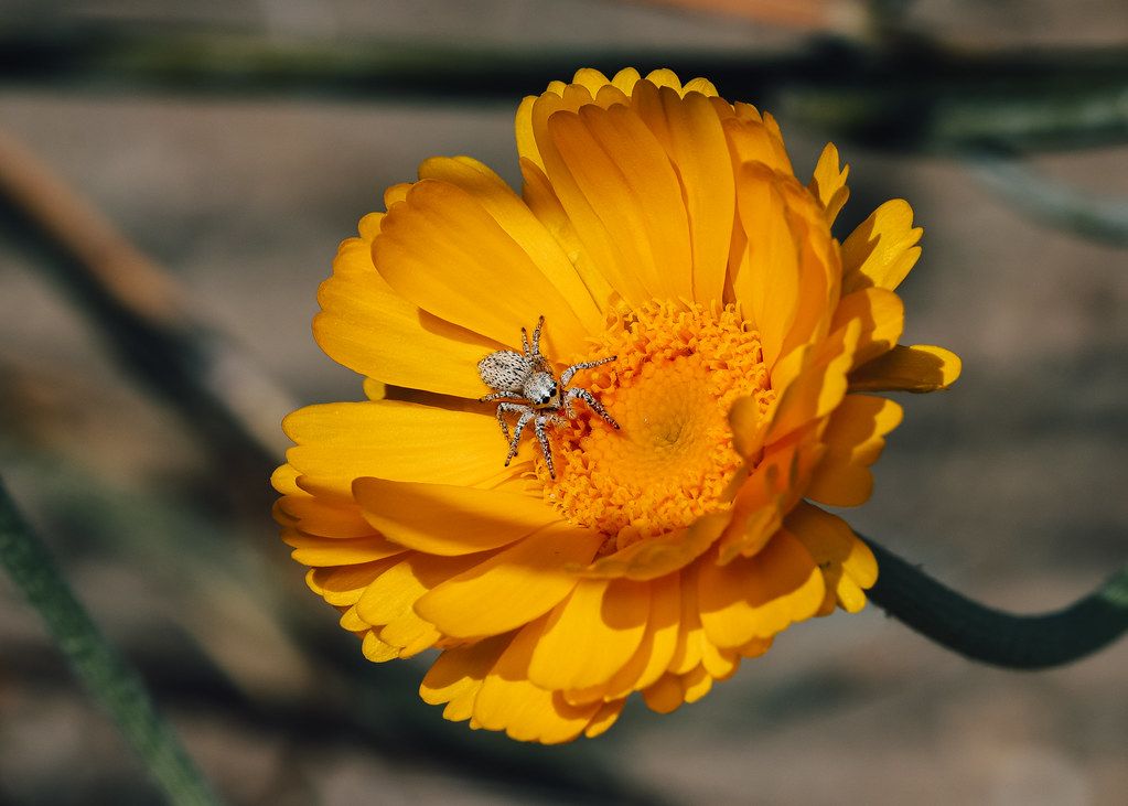 Spider Control service in Huntsville, AL